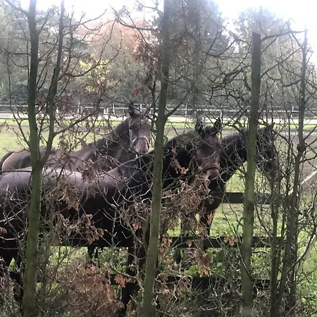 Chalé Het Boetje Van De Veluwe Putten