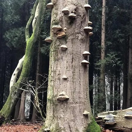 Chalé Het Boetje Van De Veluwe Putten